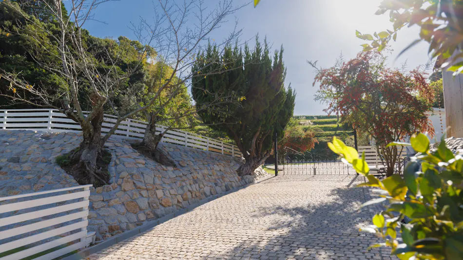 The Dog Villa Olive