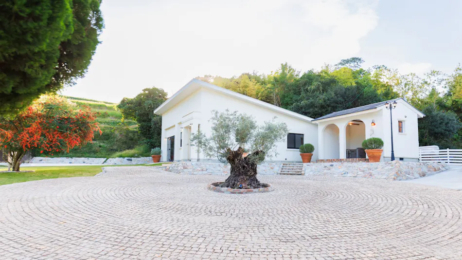 The Dog Villa Olive