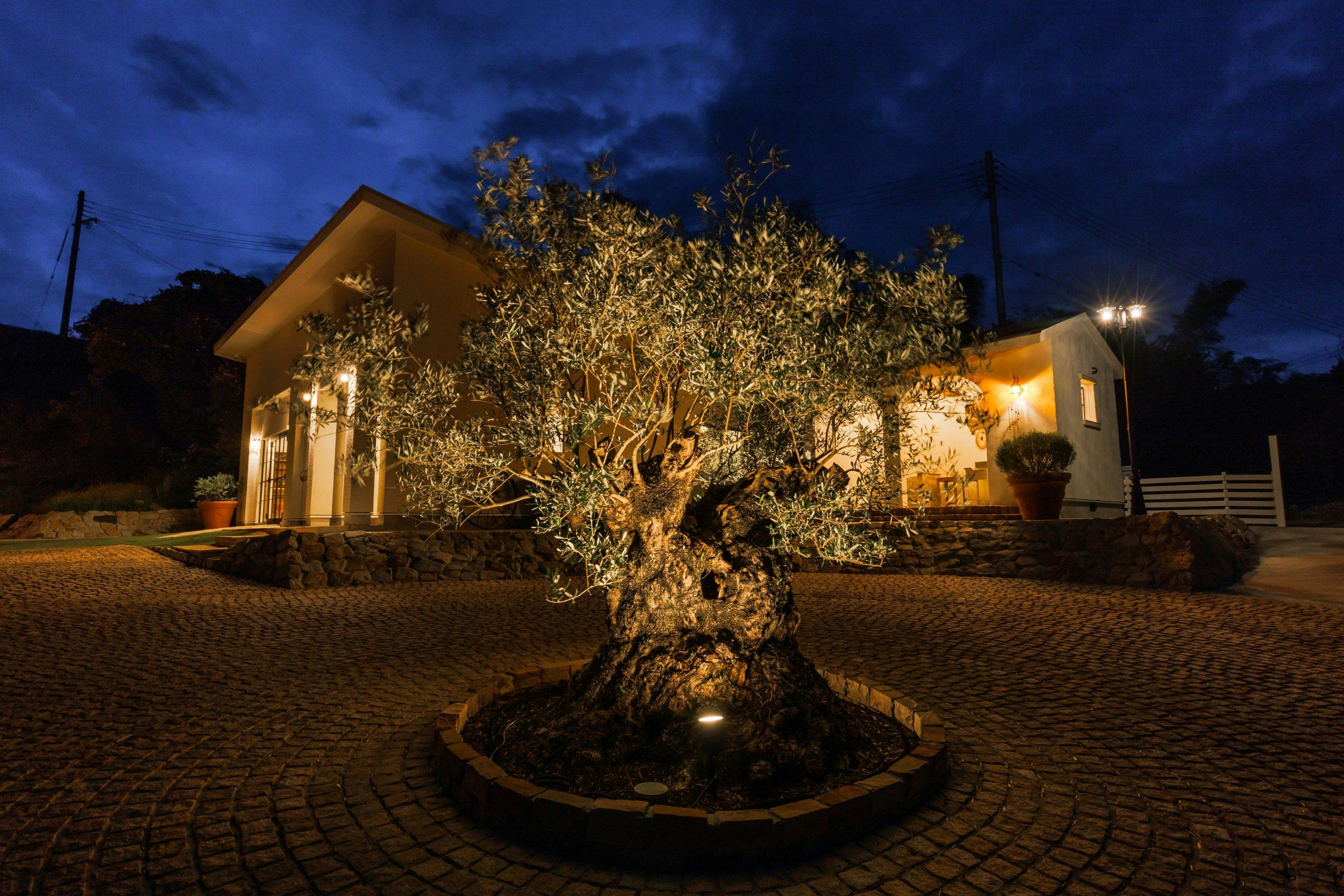 The dog villa Olive