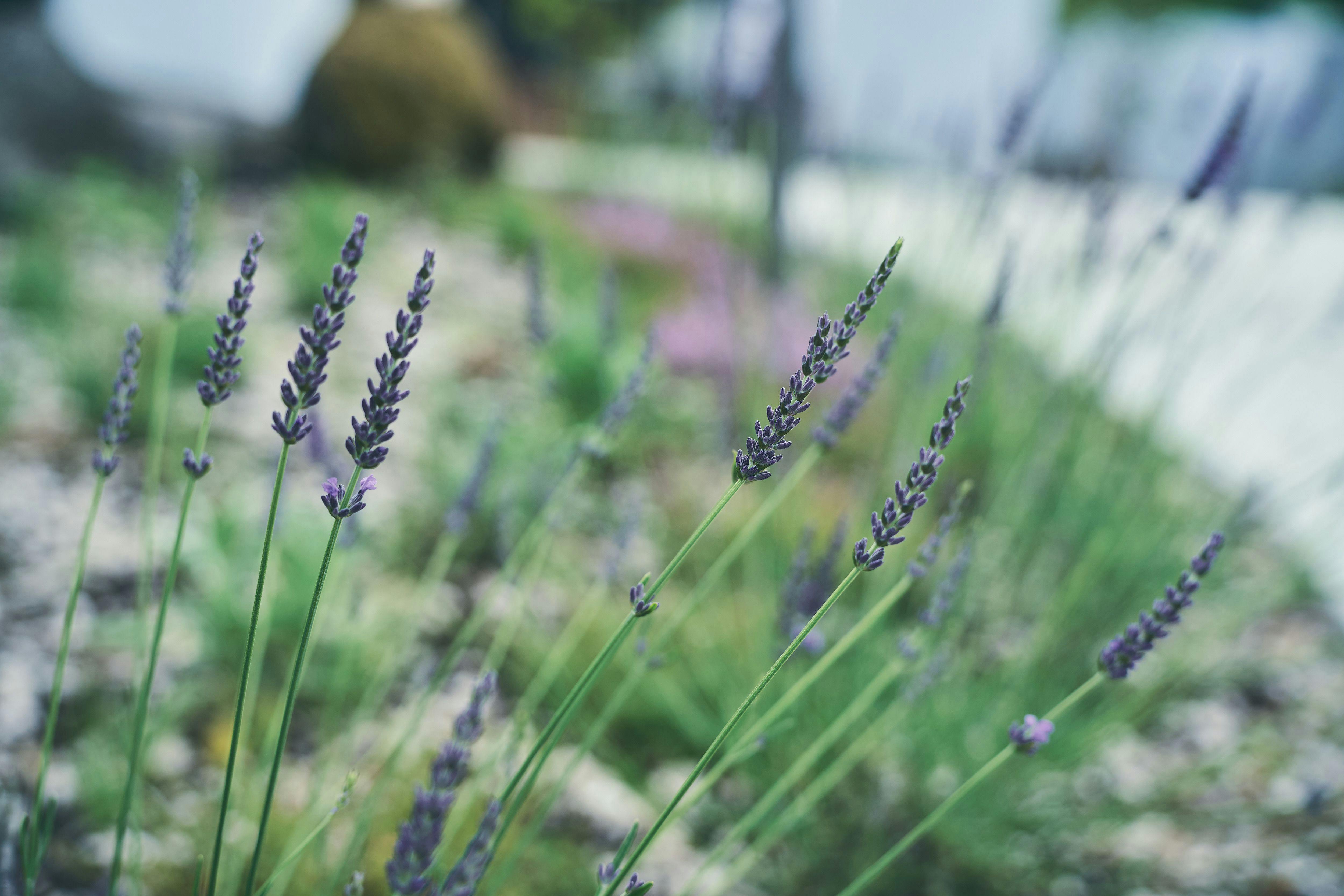 สวนสมุนไพร