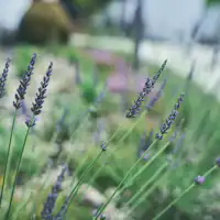 สวนสมุนไพร