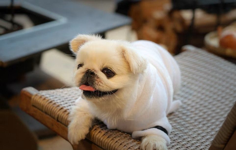 愛犬も泊まれる「PREMIER DOG SUITE BASE」