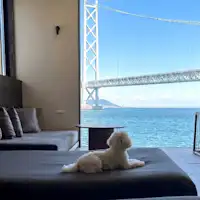 반려견과 함께 침대에서 동반 취침 가능합니다