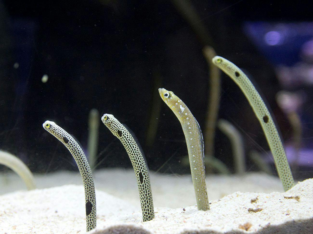 【すみだを楽しむ旅】すみだ水族館入場チケット付きプラン（朝食付き）