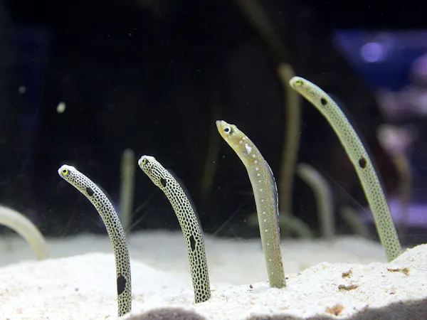 【すみだを楽しむ旅】すみだ水族館入場チケット付きプラン(朝食付き)