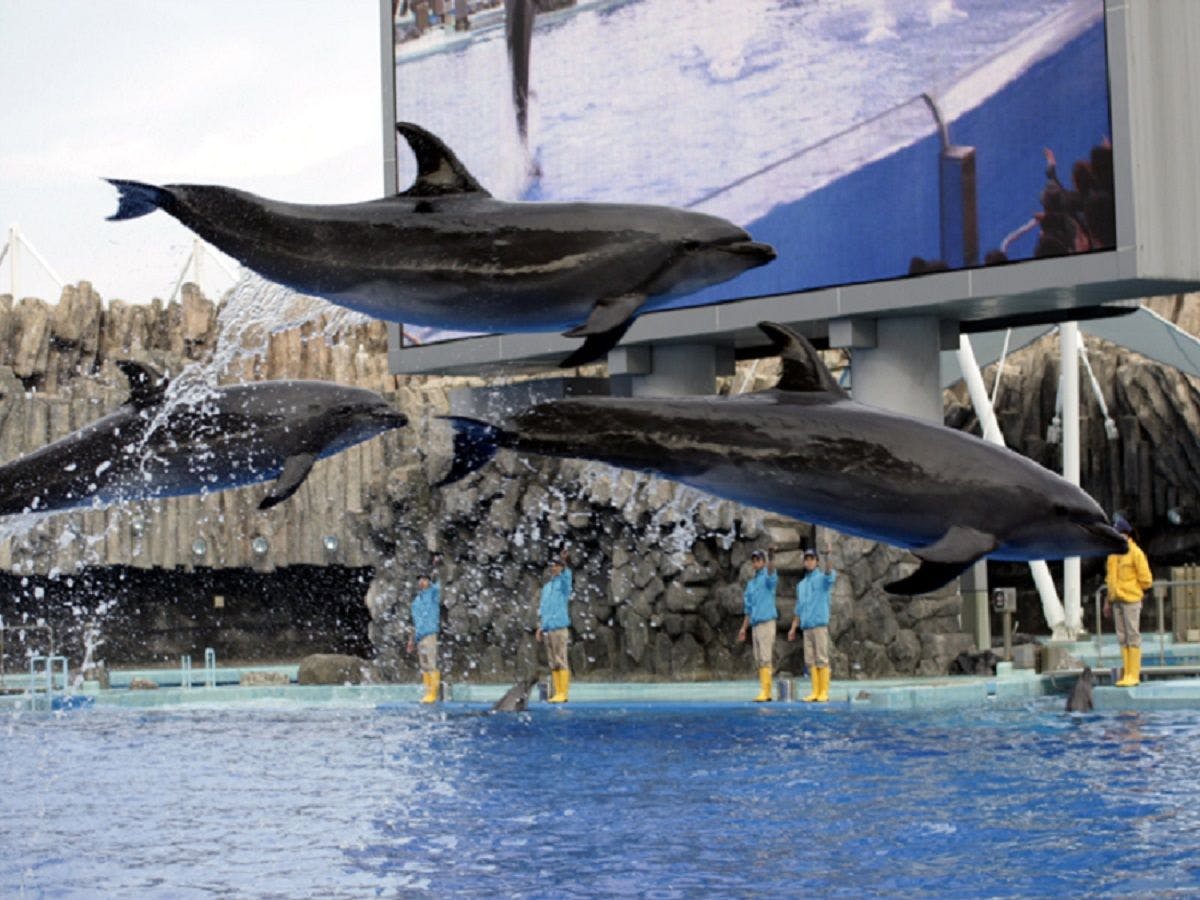 名古屋港水族館1