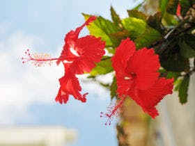 ホテル　パームロイヤルＮＡＨＡ 国際通り 2枚目