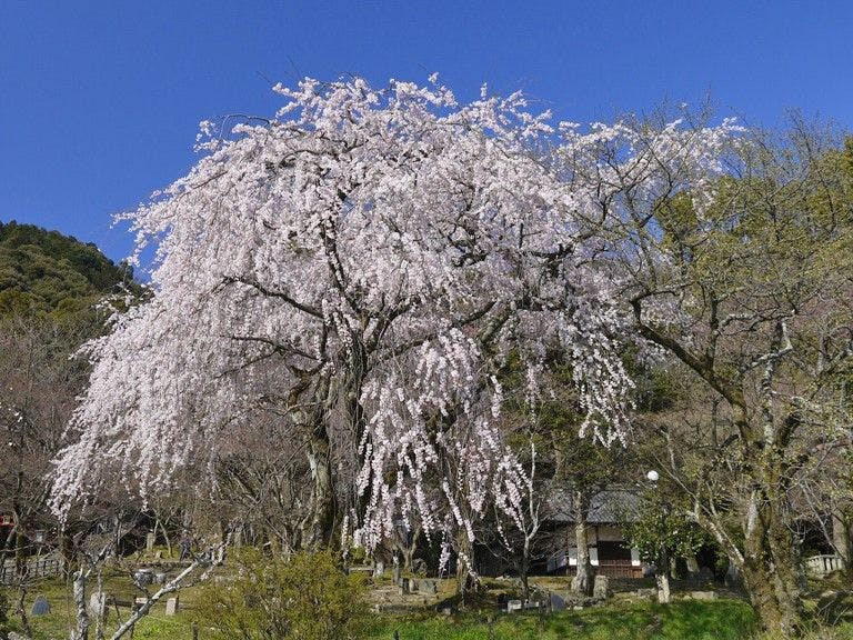 Bunga sakura di Kuil Iwaya juga menakjubkan.