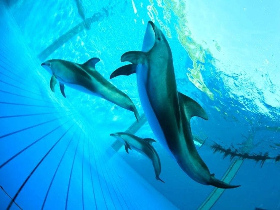 Kamogawa Sea World Hotel