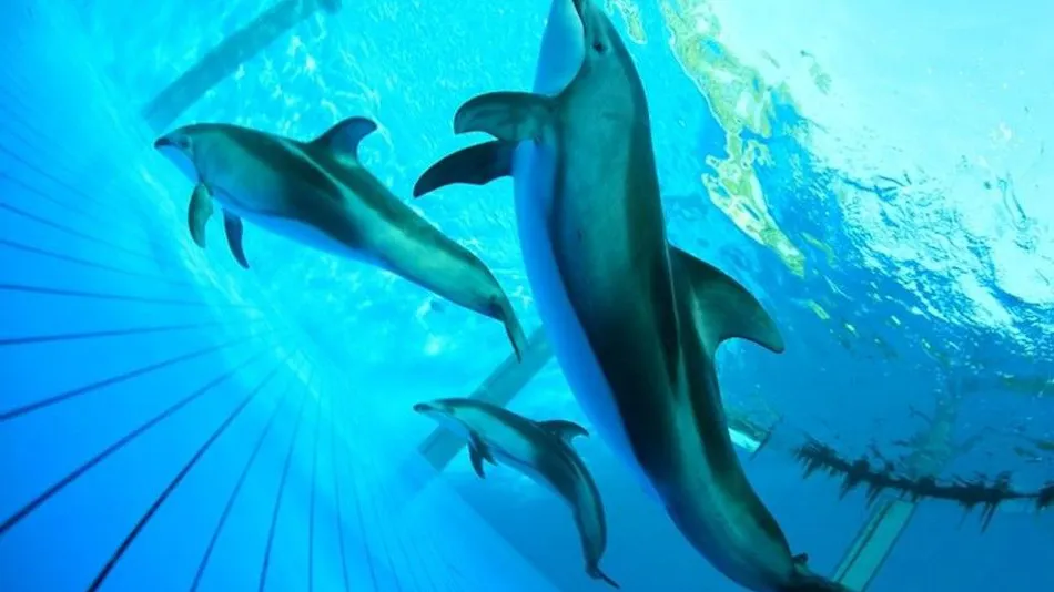 Kamogawa Sea World Hotel