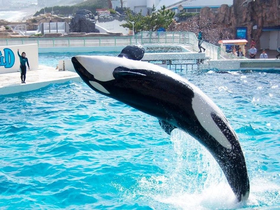 鴨川シーワールドホテル の宿泊プラン 予約 Yahoo トラベル