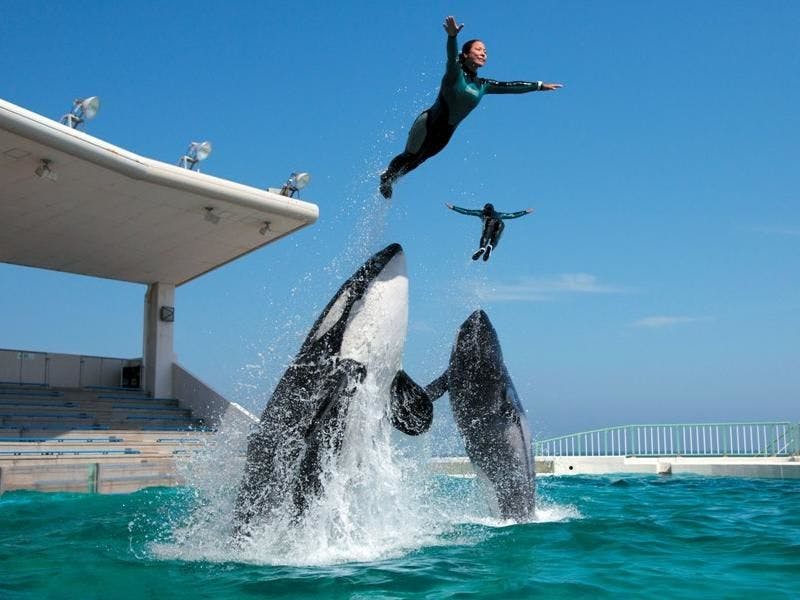 Pertunjukan paus pembunuh