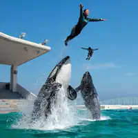 Pertunjukan paus pembunuh