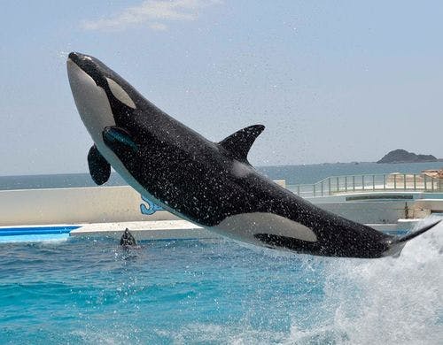 鴨川シーワールドホテル 宿泊予約なら Yahoo トラベル