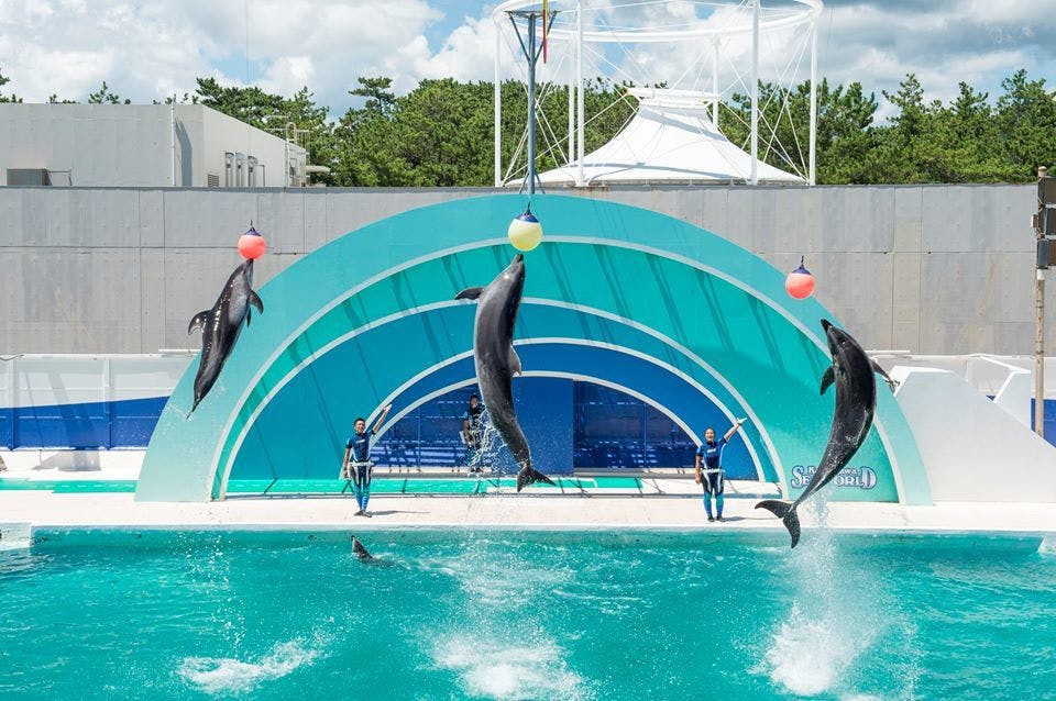 鴨川シーワールドホテル 宿泊予約なら Yahoo トラベル