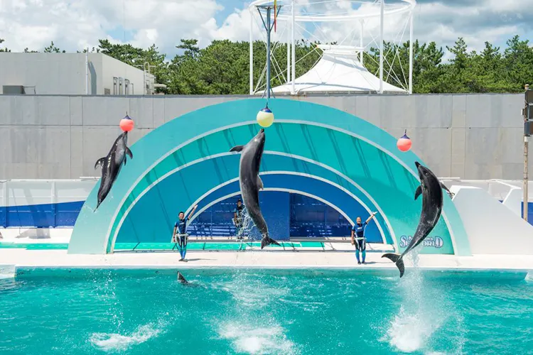 鴨川シーワールドホテル 宿泊予約なら Yahoo トラベル 鴨川シーワールドホテル 宿泊予約なら Yahoo トラベル