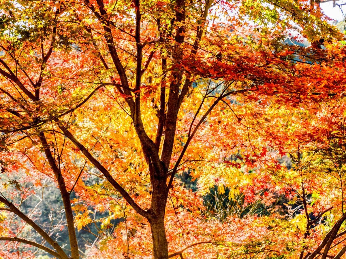 Forest Resort Yugawara Mizunokaori