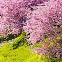 【Festival Sakura dan Bunga Canola Minami】Keistimewaan Minami Izu!