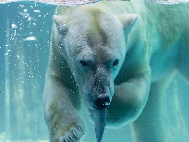 สวนโนอิโฮอิ - หมีขั้วโลก