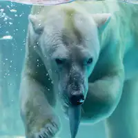 สวนโนอิโฮอิ - หมีขั้วโลก