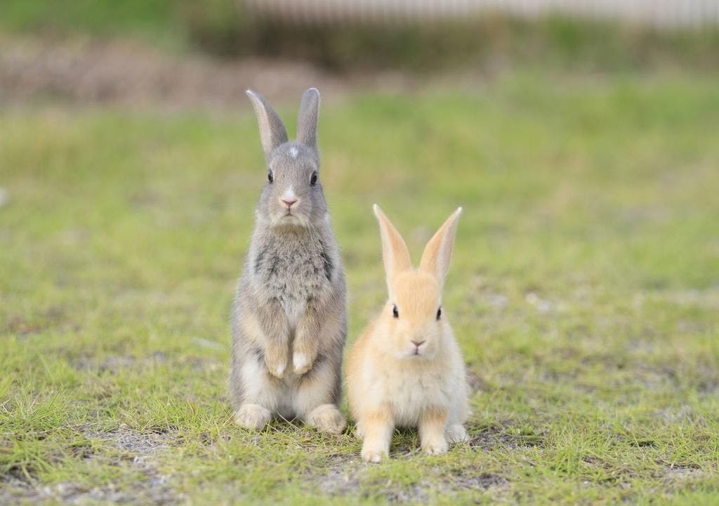 Kyukamura Okunoshima