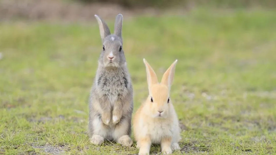 Kyukamura Okunoshima