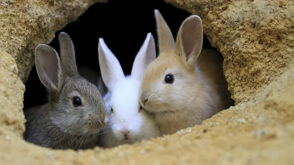 Kyukamura Okunoshima