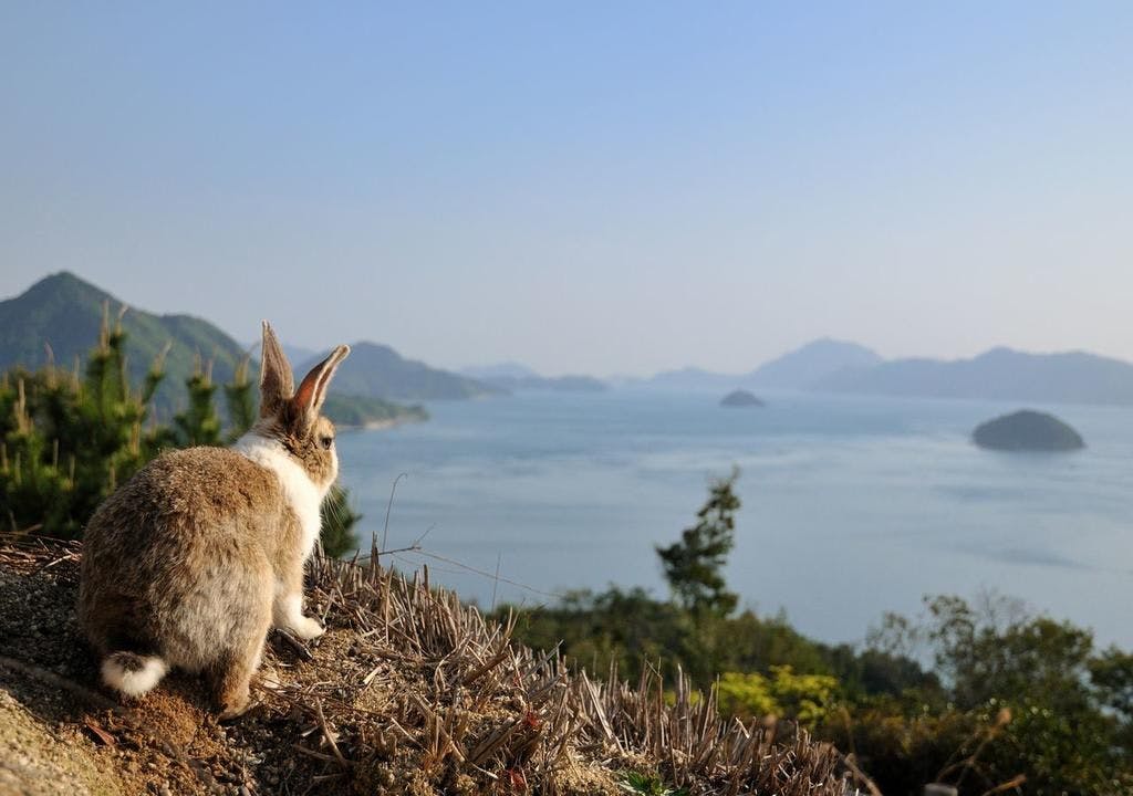 Kyukamura Okunoshima