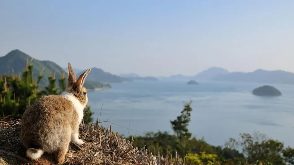 Kyukamura Okunoshima