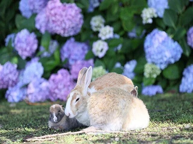 Kyukamura Okunoshima