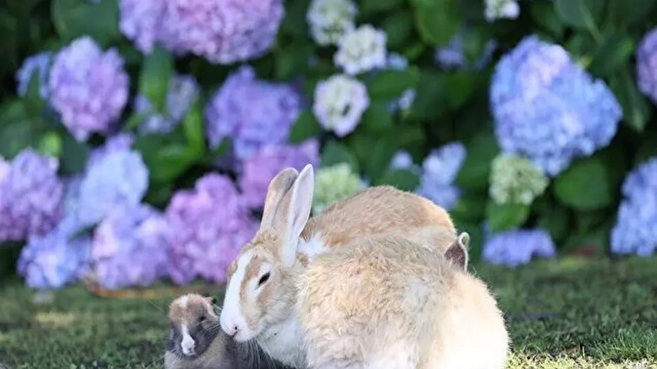 Kyukamura Okunoshima
