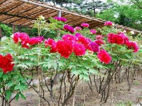 ホテル ウィングインターナショナル 須賀川