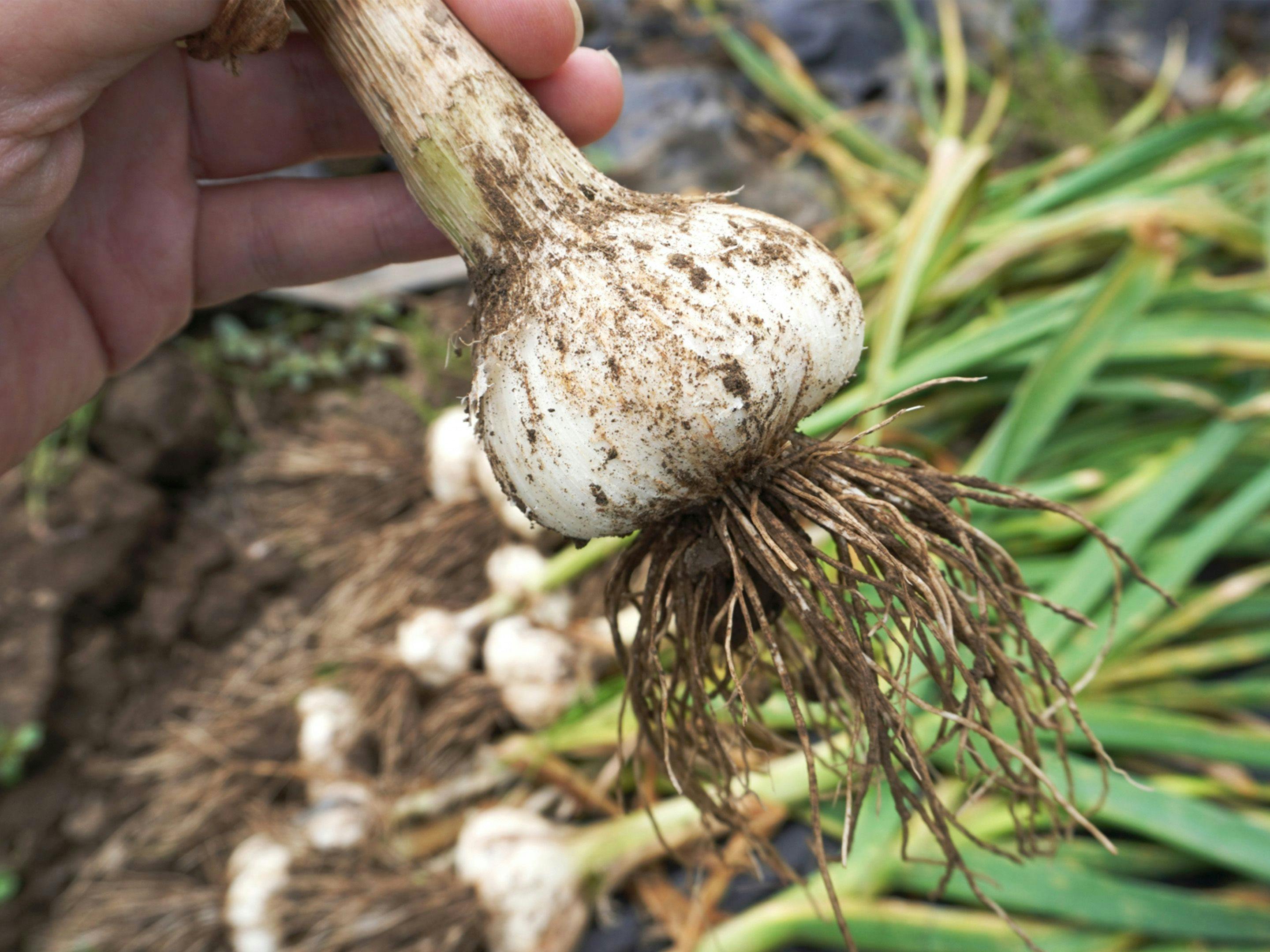 ประสบการณ์เก็บเกี่ยวกระเทียม