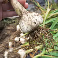 ประสบการณ์เก็บเกี่ยวกระเทียม