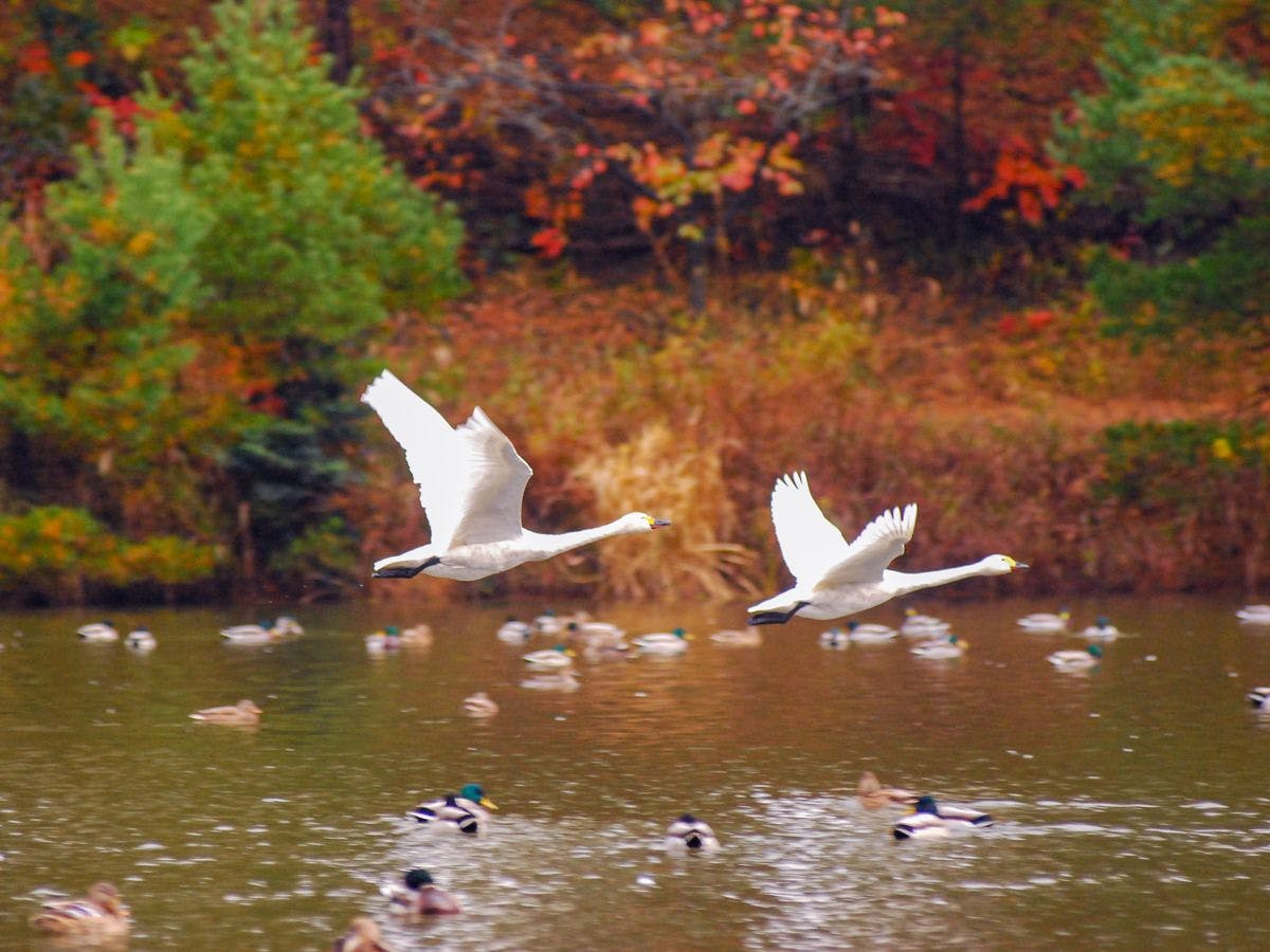 อาจจะได้ถ่ายภาพหงส์ที่น่าประทับใจก็ได้~