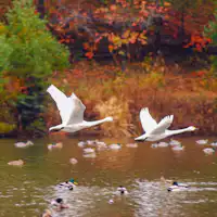 อาจจะได้ถ่ายภาพหงส์ที่น่าประทับใจก็ได้~