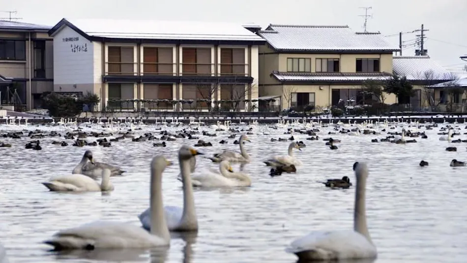 Swan Inn Masugata-so