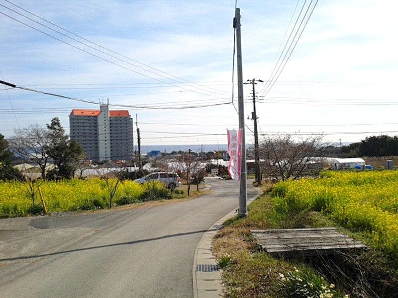 ทุ่งดอกเรปซีดที่วาดาอุระ