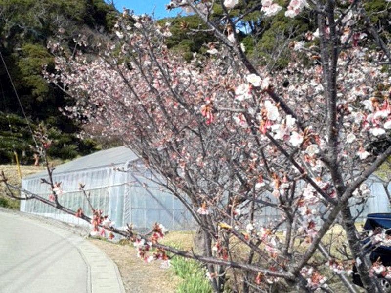 ซากุระราชวงศ์หยวนที่วาดาอุระ 'โฮโคเอ็น'