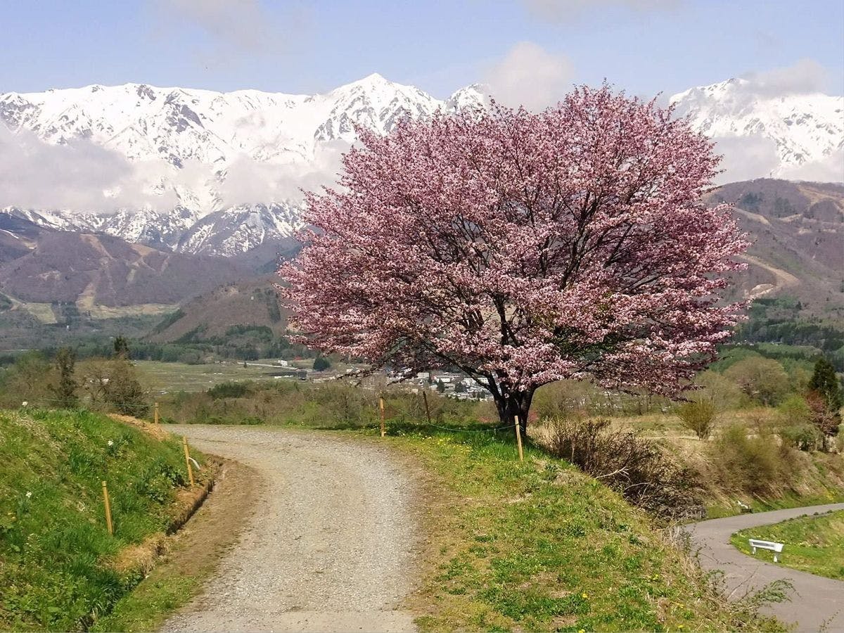 *Sekitar / Yama Sakura Noda