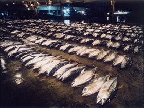 温泉民宿　小阪屋　元館