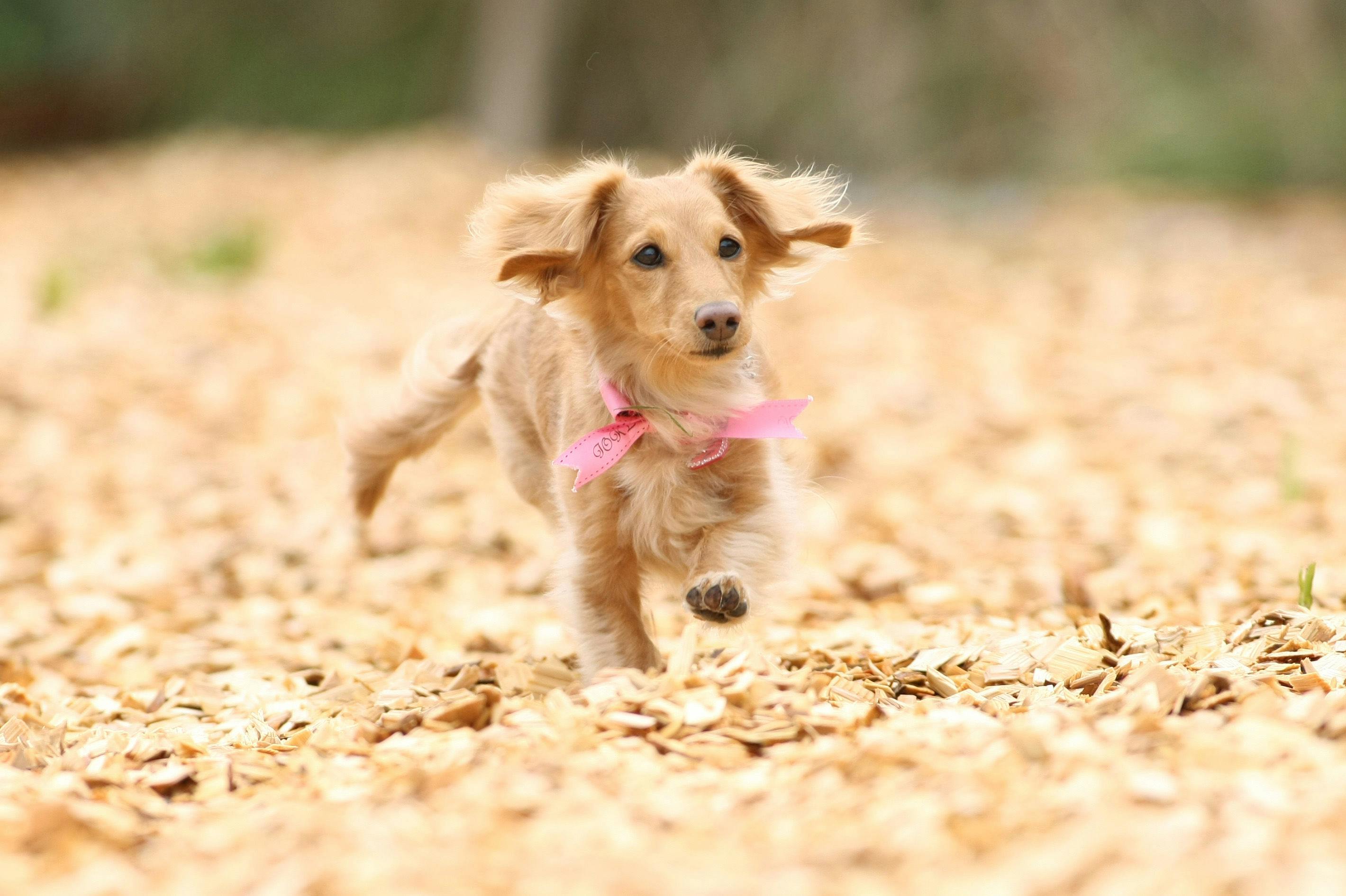 Pet-Friendly Accommodation Doki DoggieTateyama DIANA