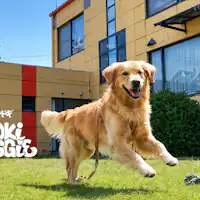 旅途中爱犬绽放的笑容