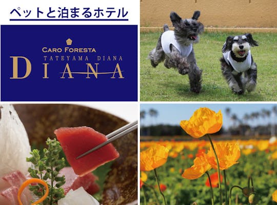 沖ノ島海水浴場 千葉 館山 人気スポット 一休 Com 沖ノ島海水浴場 千葉 館山 人気スポット 一休 Com