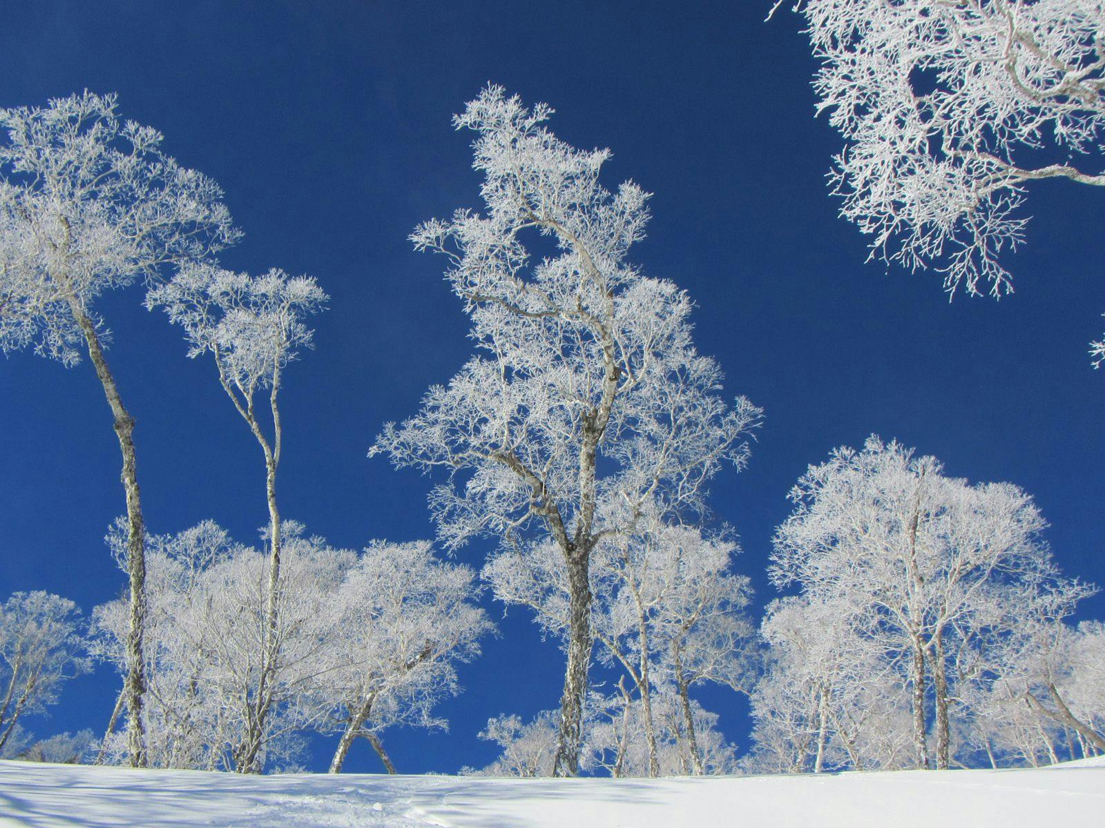 น้ำค้างแข็ง