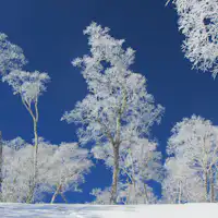 น้ำค้างแข็ง