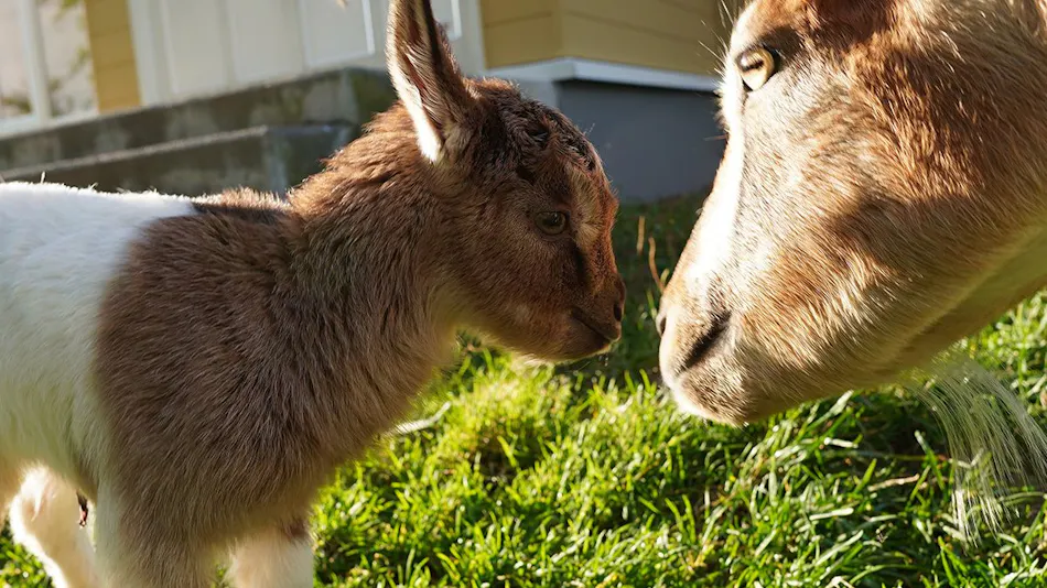 Kiyosato Ihatov Hostel