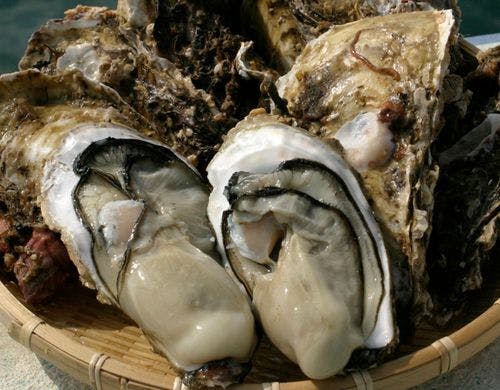 【岩牡蠣イメージ】期間限定特別コース