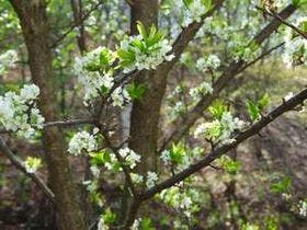 美味旬菜フレンチの宿 北軽井沢 夢紀行