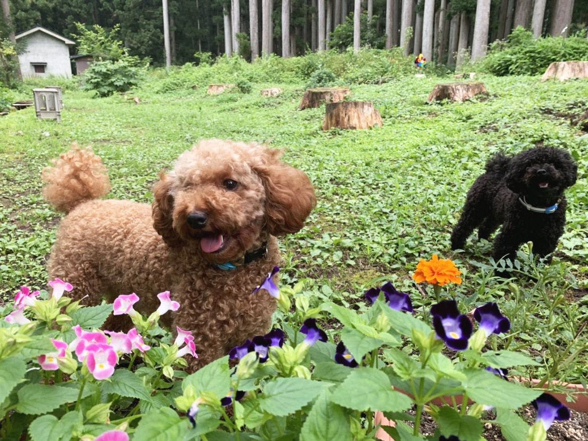 สามารถเล่นที่สวนหลังบ้านได้